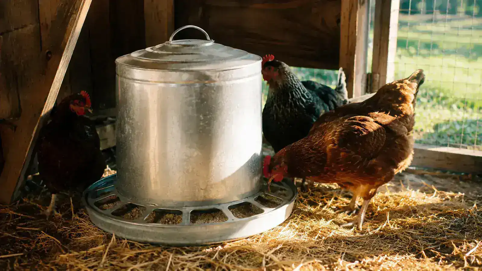 A galvanized steel treadle chicken feeder sitting in a straw-bedded coop with hens pecking around it