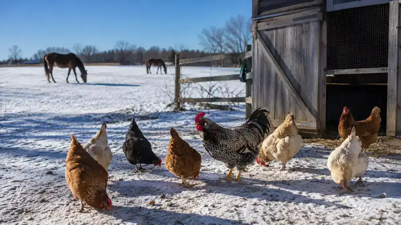 A flock of hens scratching in thin snow beside the wooden coop on a bright sunny winter afternoon, horses visible in the far pasture