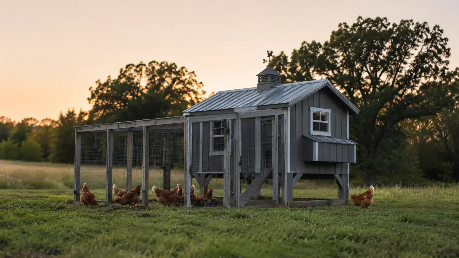 A grey wooden Aivituvin chicken coop for 4-6 birds sitting on a fenced pasture in rural Missouri at dusk, with a few hens scratching near the run