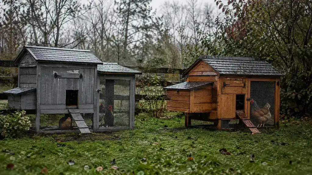 Two wooden chicken coops, one grey and one brown, sitting side by side on a grassy backyard on a rainy morning