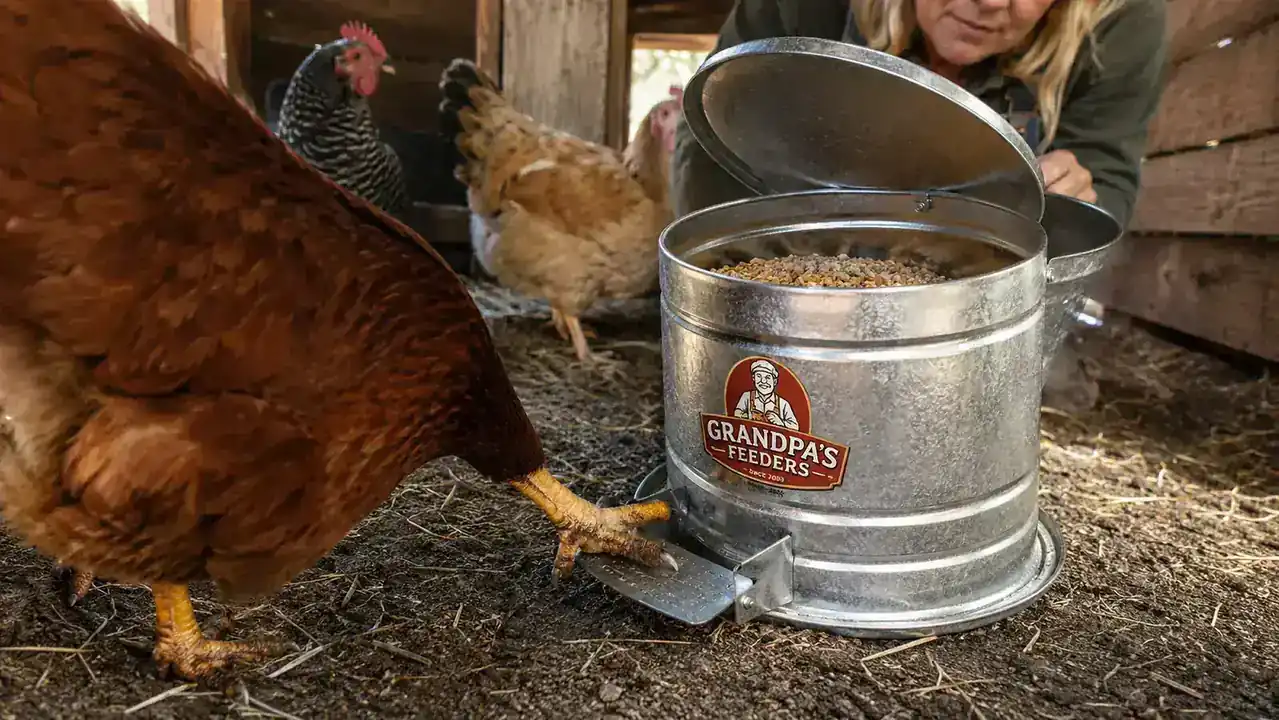 Close view of a chicken's foot depressing the treadle pedal of the galvanized feeder so the lid lifts and feed is exposed